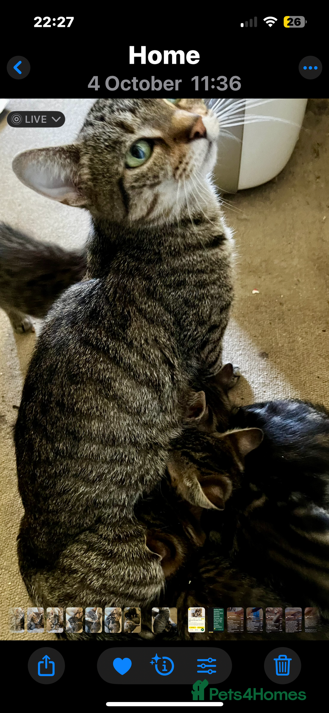 Bengal cats for sale: Glittery Bengal X Kittens With Famous References!  - Image 13