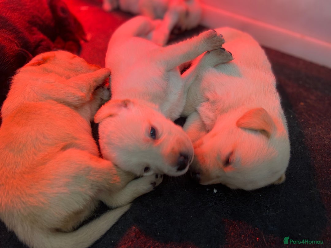Labrador Retriever dogs for sale: Labrador pups  - Image 5