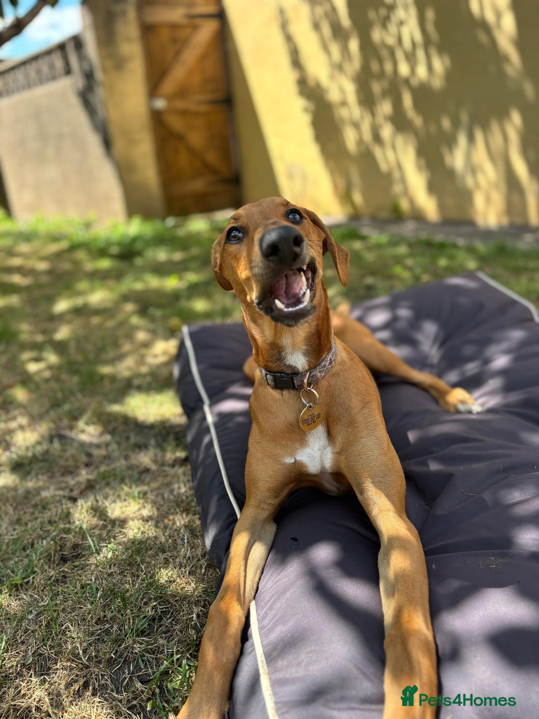 Mixed Breed dogs for sale: Mara - Doberman X Lurcher 7 month old girl - Image 13