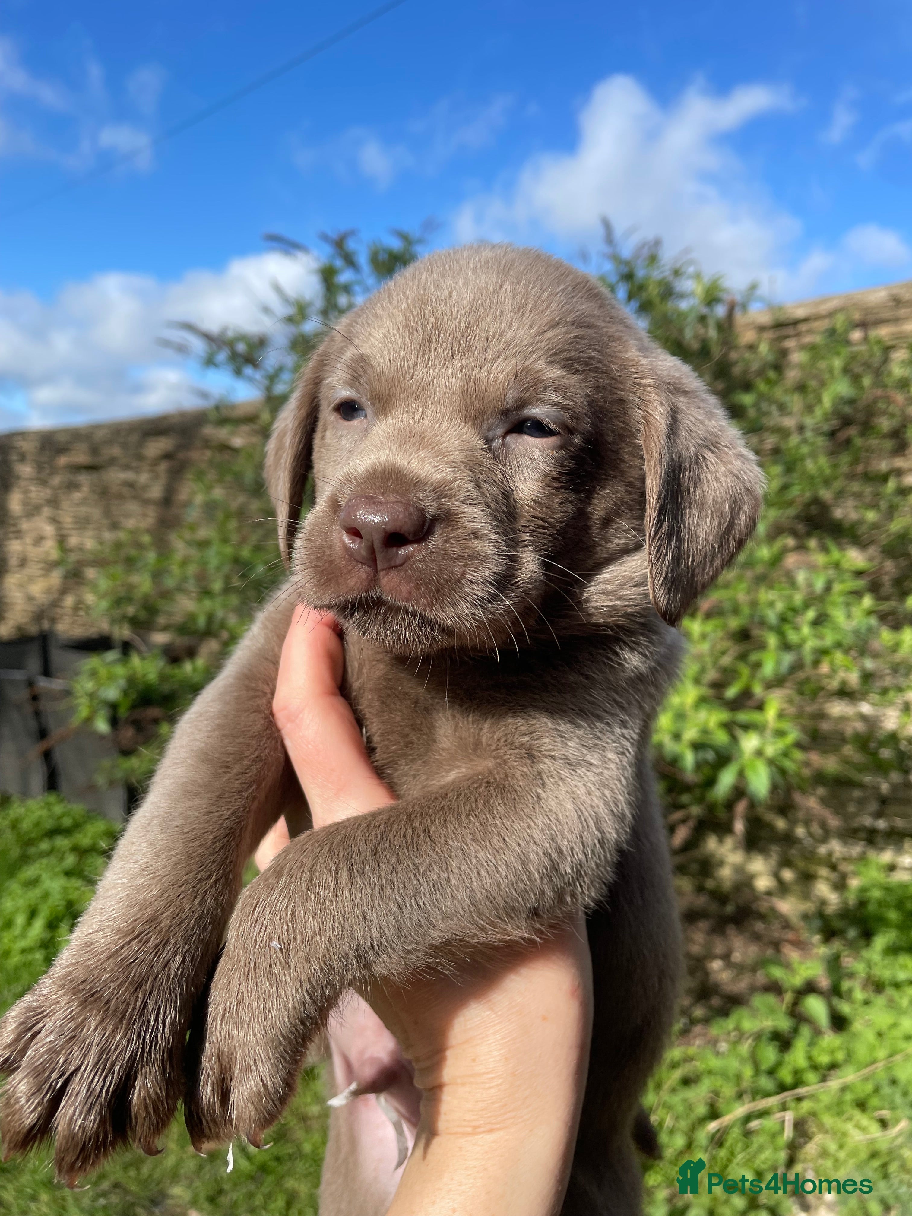 Labrador Retriever dogs ⭐️ READY NOW KC REG VET CHECK, 5 🌟LICENCED  - Advert 6