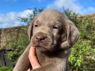 Labrador Retriever dogs ⭐️ READY NOW KC REG VET CHECK, 5 🌟LICENCED - Advert 6