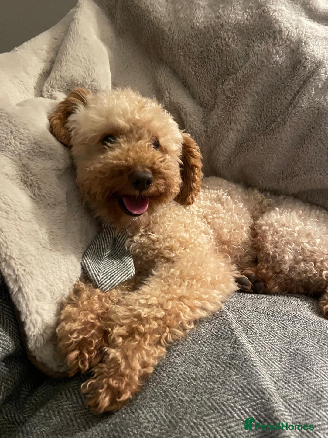 Toy Poodle dogs for stud: Toy Poodle for stud - Advert 3