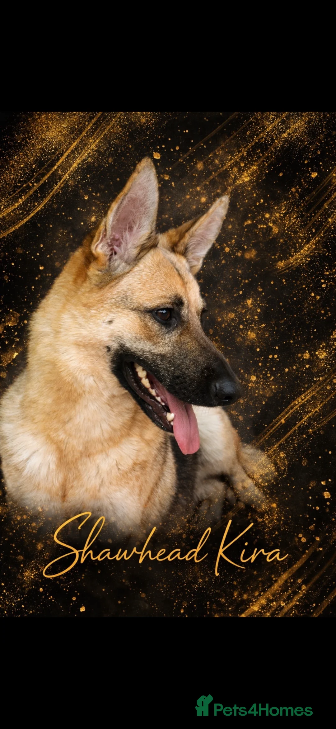 German Shepherd dogs for sale: Stunning German Shepherds by Shawhead Shepherds - Advert 2
