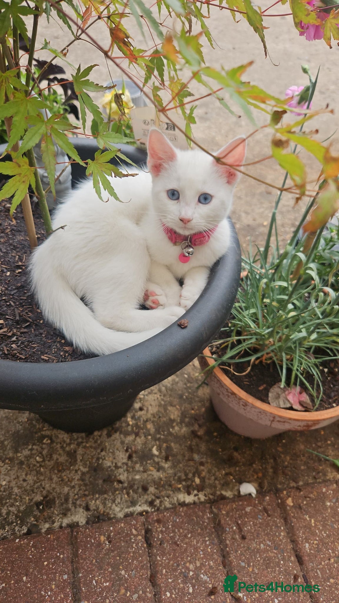 Mixed Breed cats for sale: White kittens ready to go in Southall - Advert 1