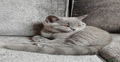 British Shorthair cats - Advert 16