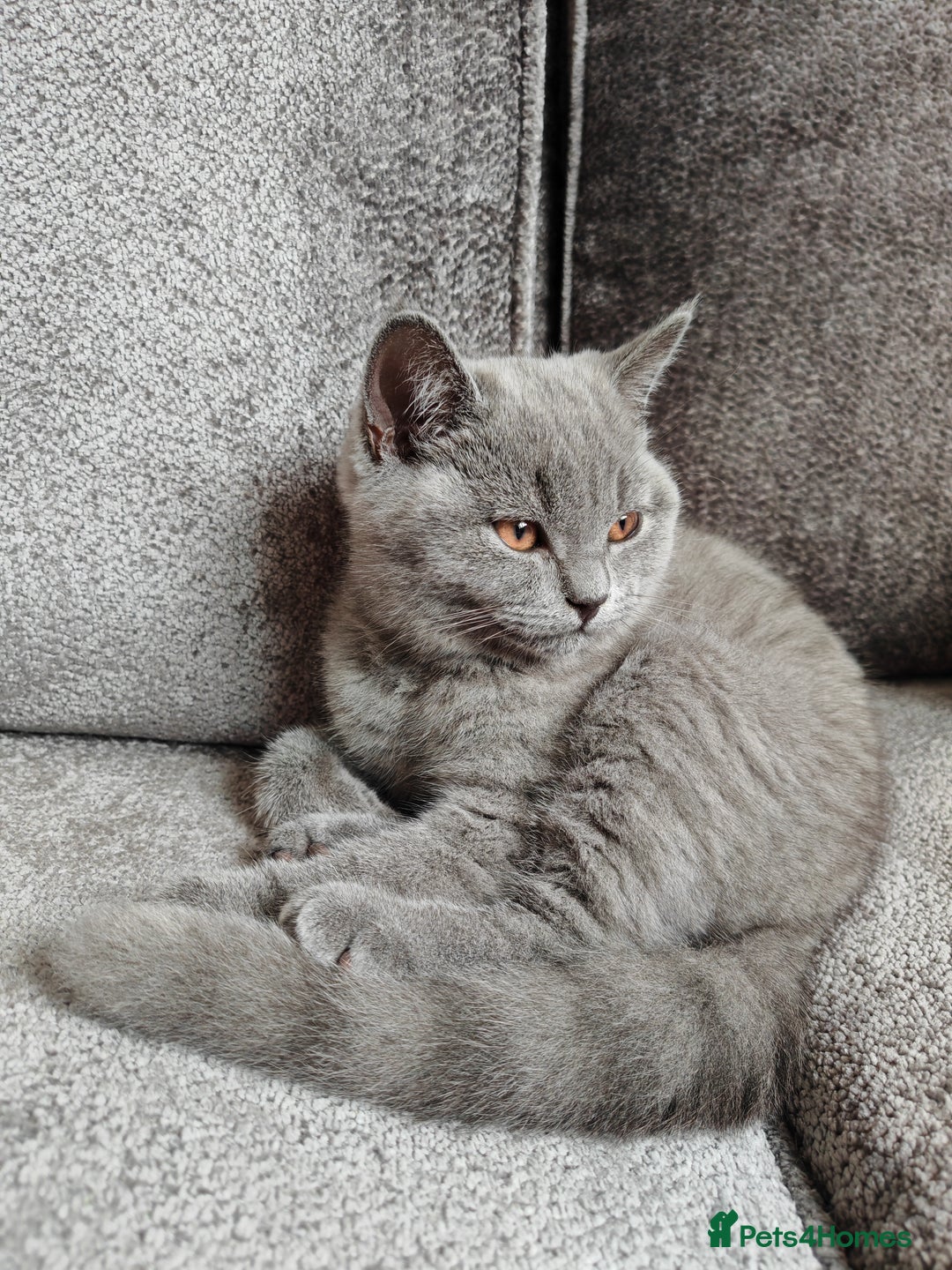 British Shorthair cats for sale: British shorthaired kittens for sale - Image 2