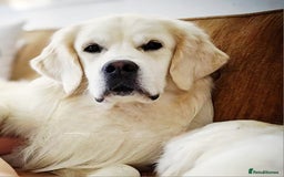 Golden Retriever dogs for sale: Newmiller Retrievers Upcoming Litter Announcement  - Image 4