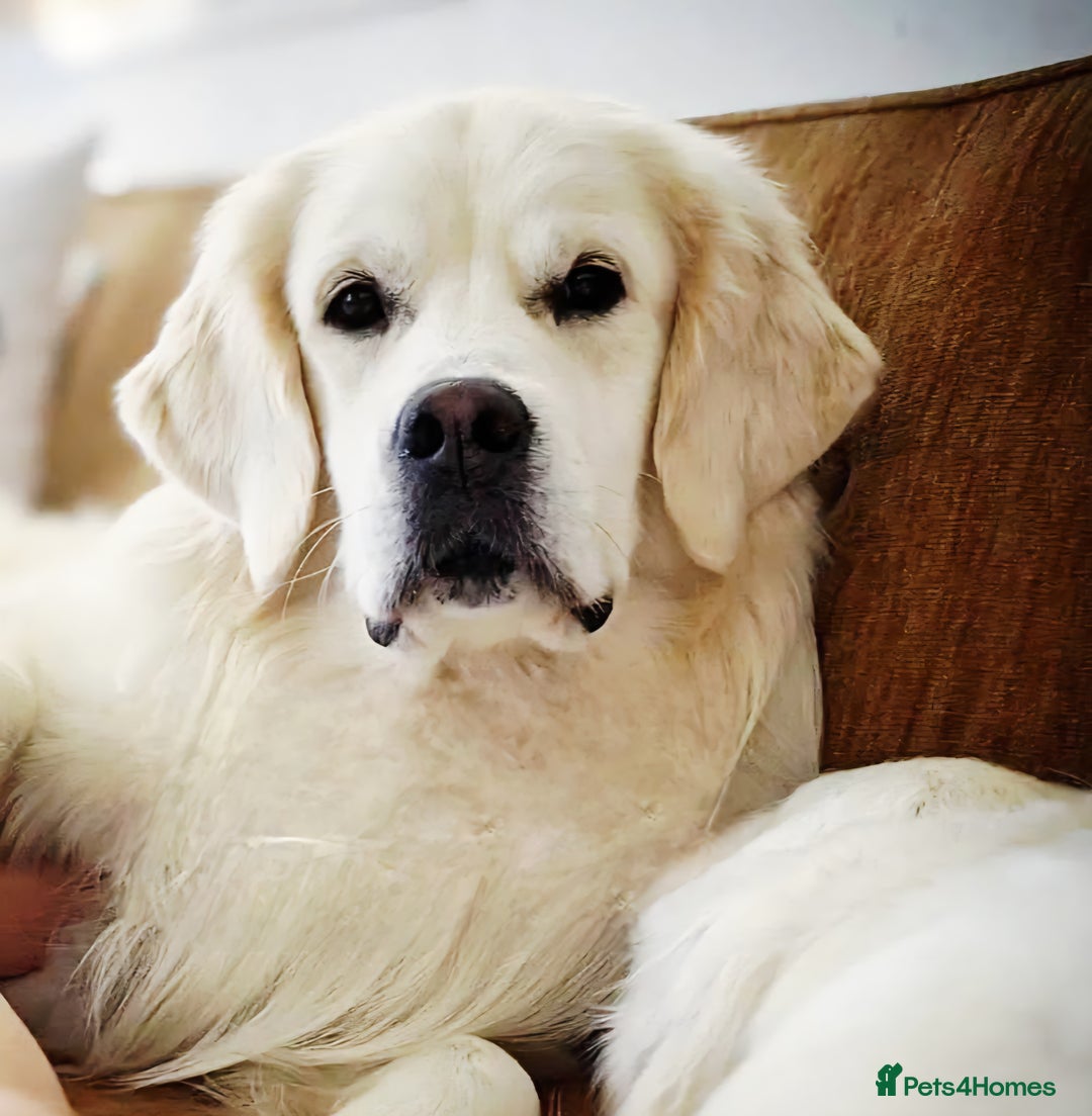 Golden Retriever dogs for sale: Newmiller Retrievers Upcoming Litter Announcement  - Image 4