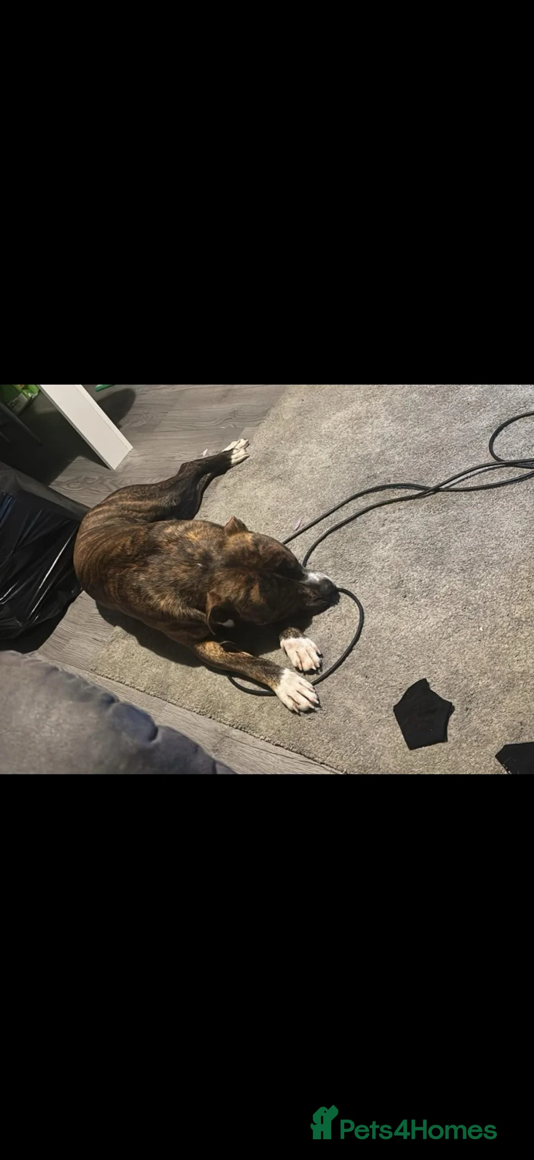 Mixed Breed dogs for sale: Teddy  in Cannock - Advert 3