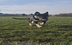 German Shepherd dogs for sale: Beautiful Family loving German Shepard - Image 1