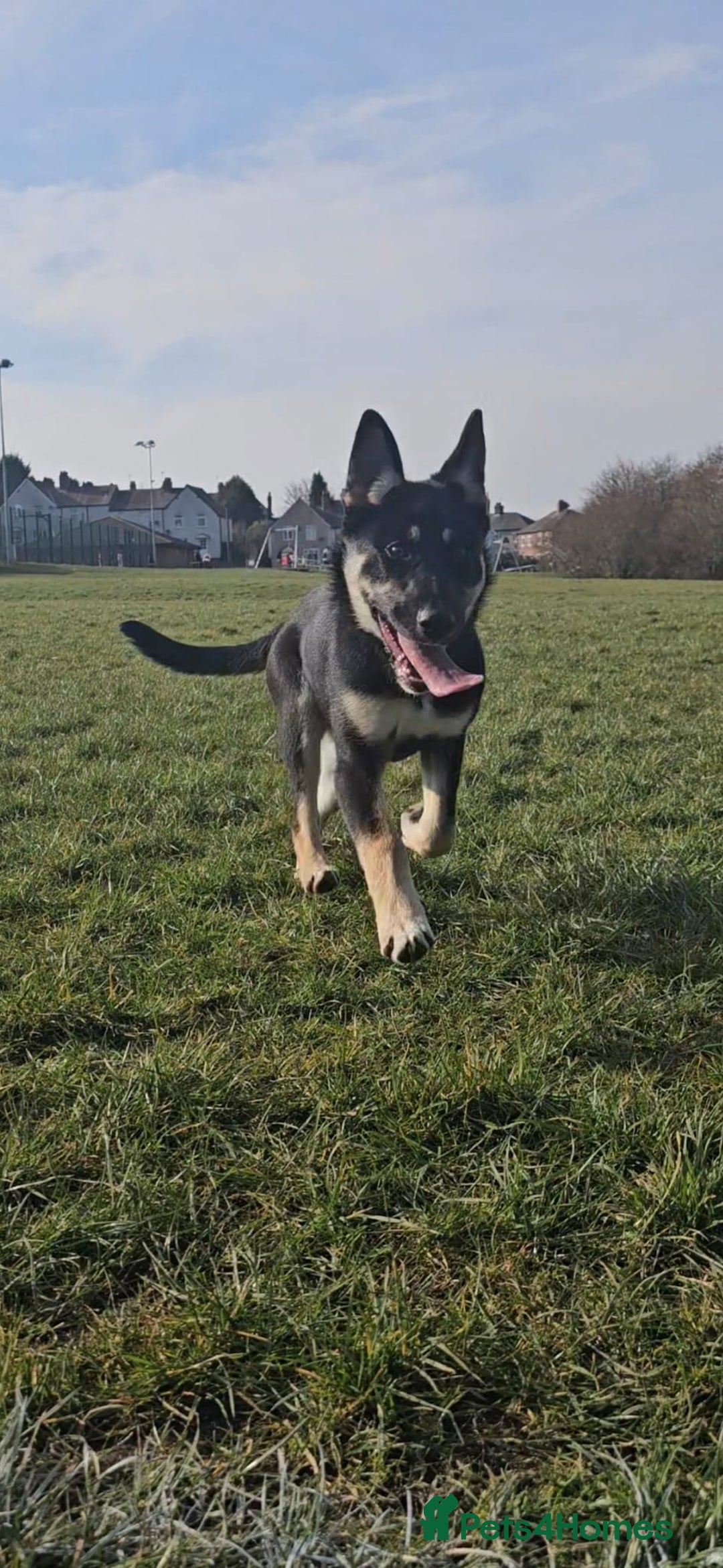 German Shepherd dogs for sale: Beautiful Family loving German Shepard - Image 1