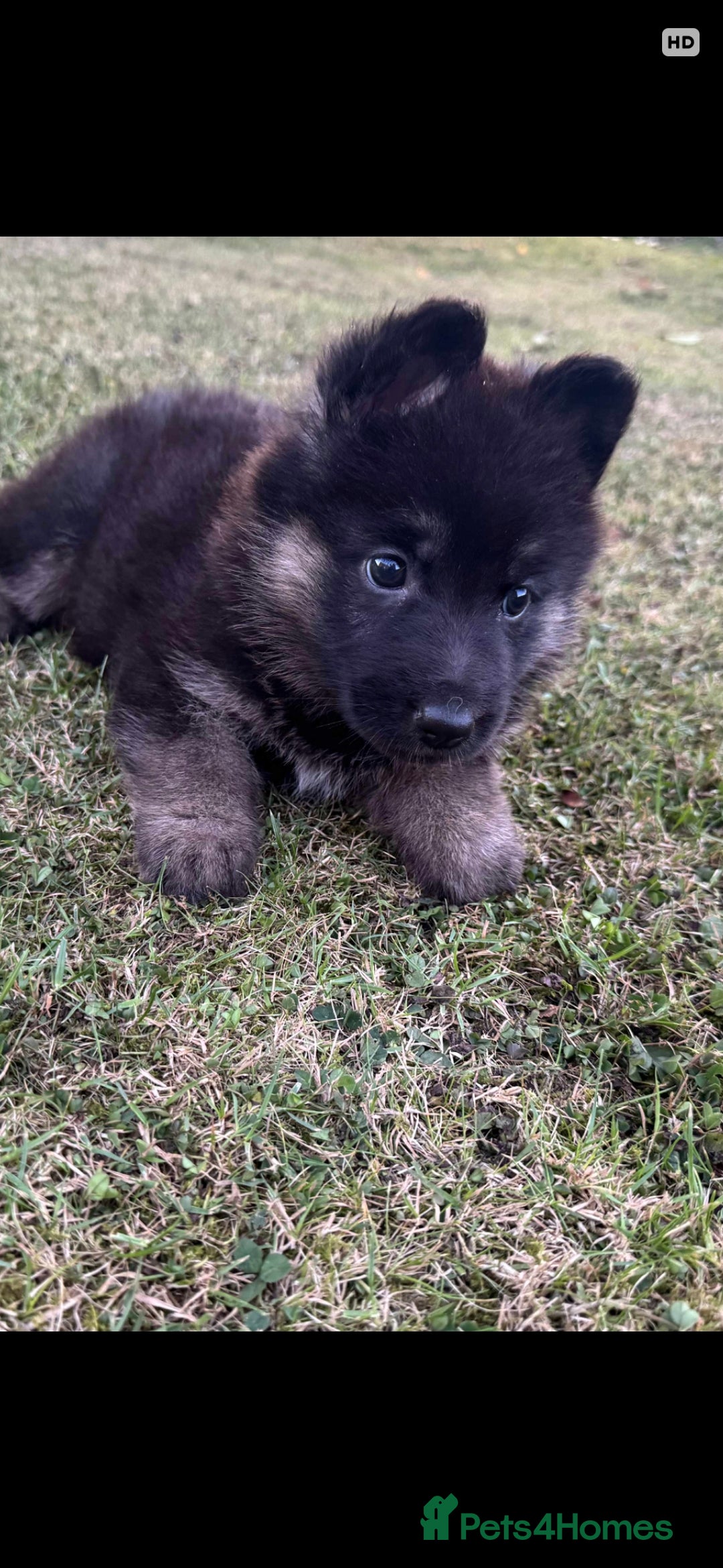 German Shepherd dogs for sale: Female GSD Puppy - Image 2