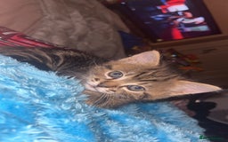 British Shorthair cats for sale: two female kittens  - Image 8