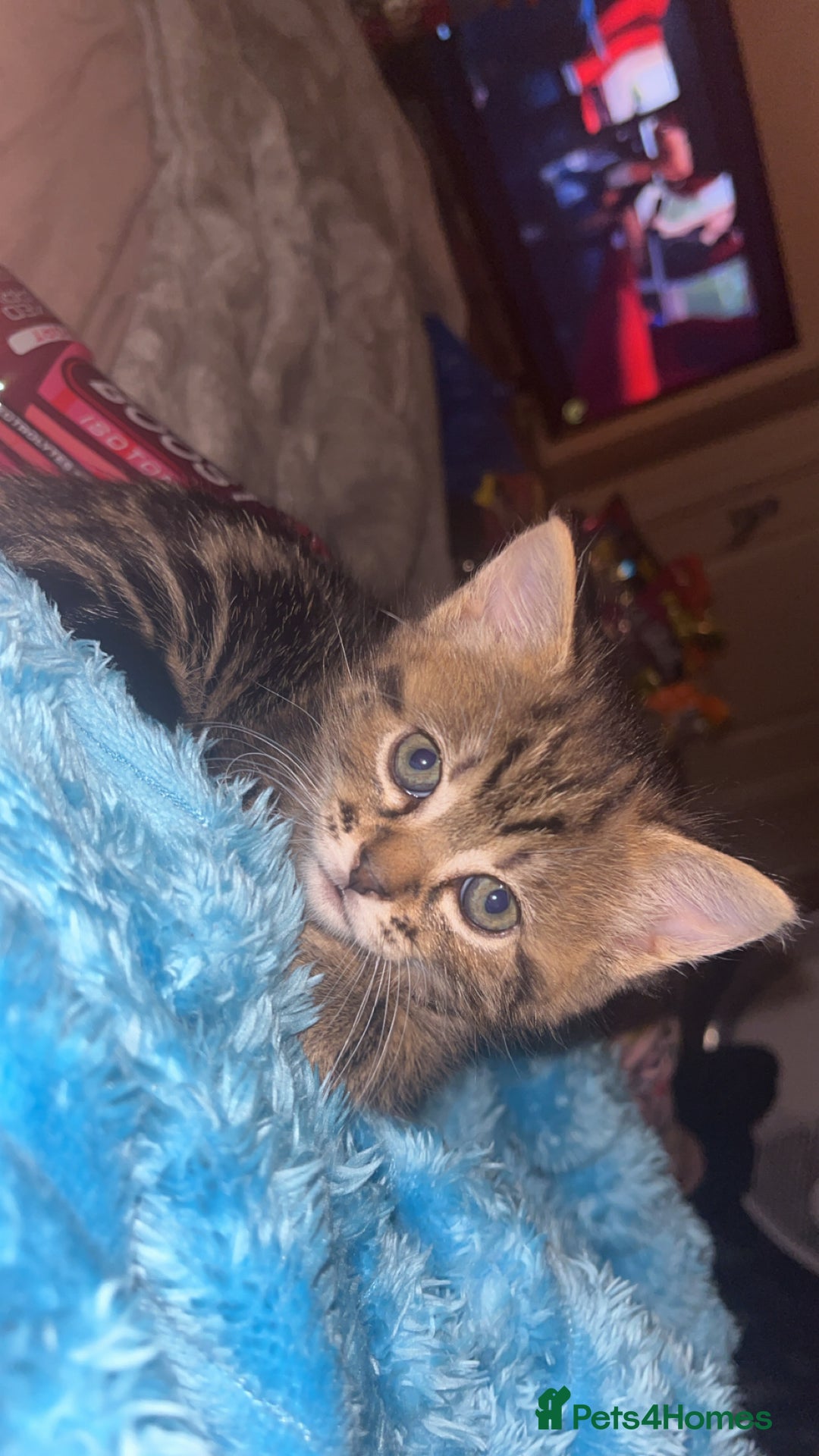 British Shorthair cats for sale: two female kittens  - Image 8