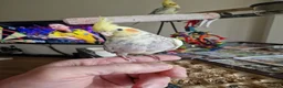 Cockatiels birds for sale: Cockatiel - Advert 2