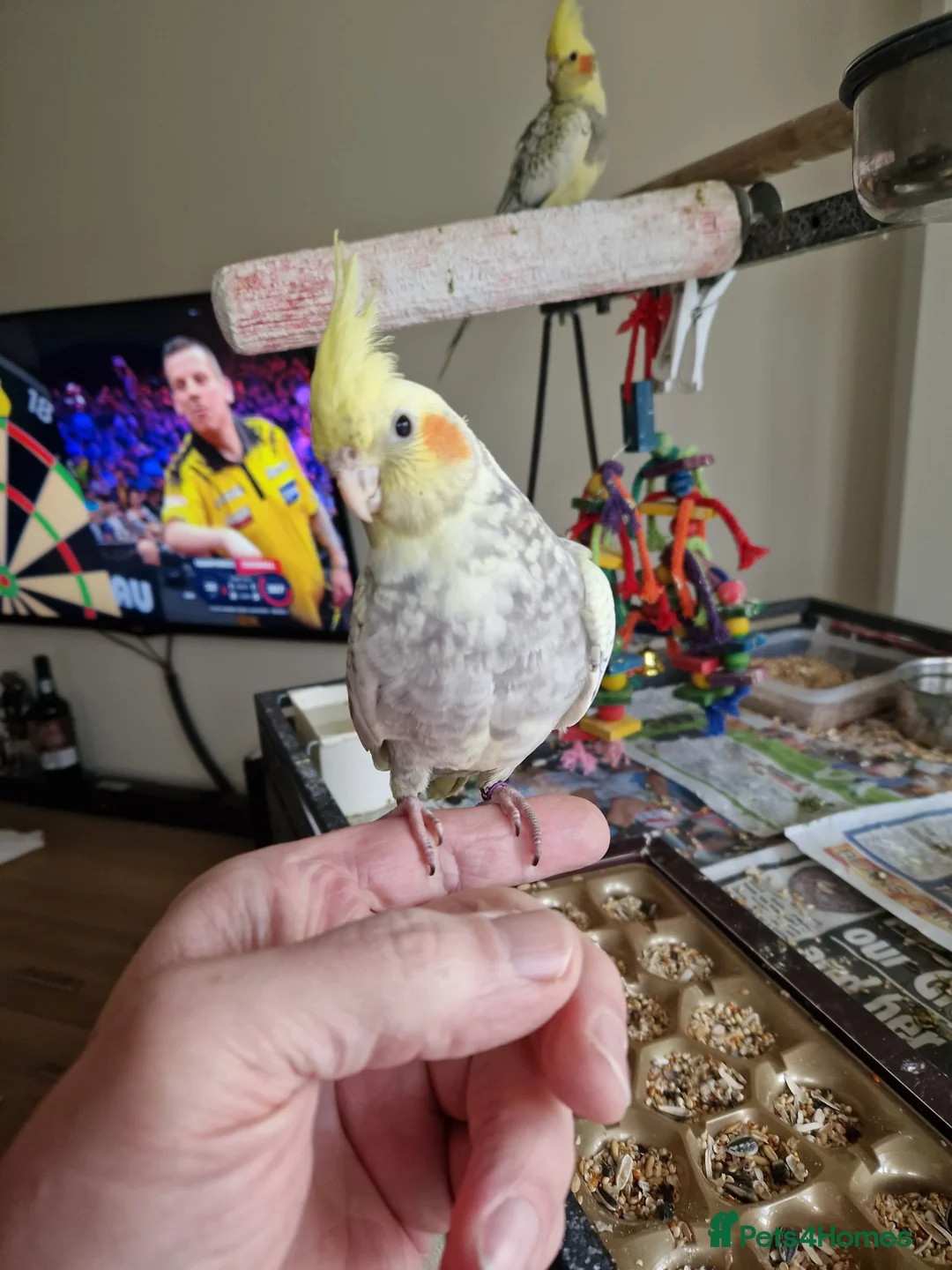 Cockatiels birds for sale: Cockatiel - Advert 2