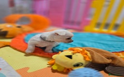 Mixed Breed dogs for sale: F1 Malchi puppys from health tested parents  - Image 11