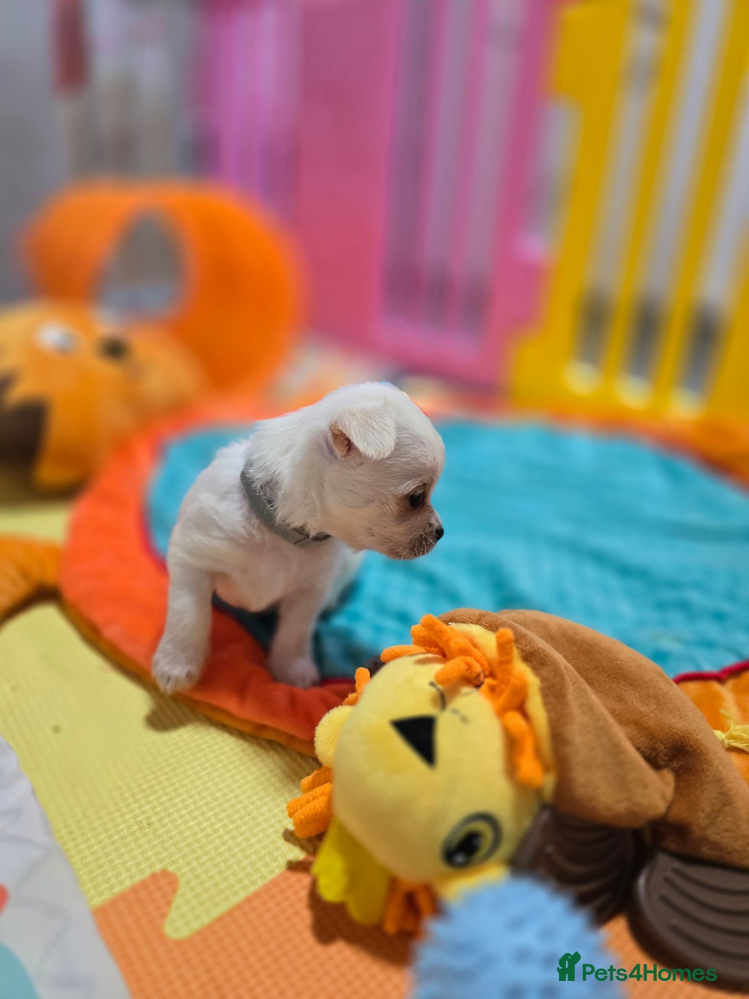 Mixed Breed dogs for sale: F1 Malchi puppys from health tested parents  - Image 11