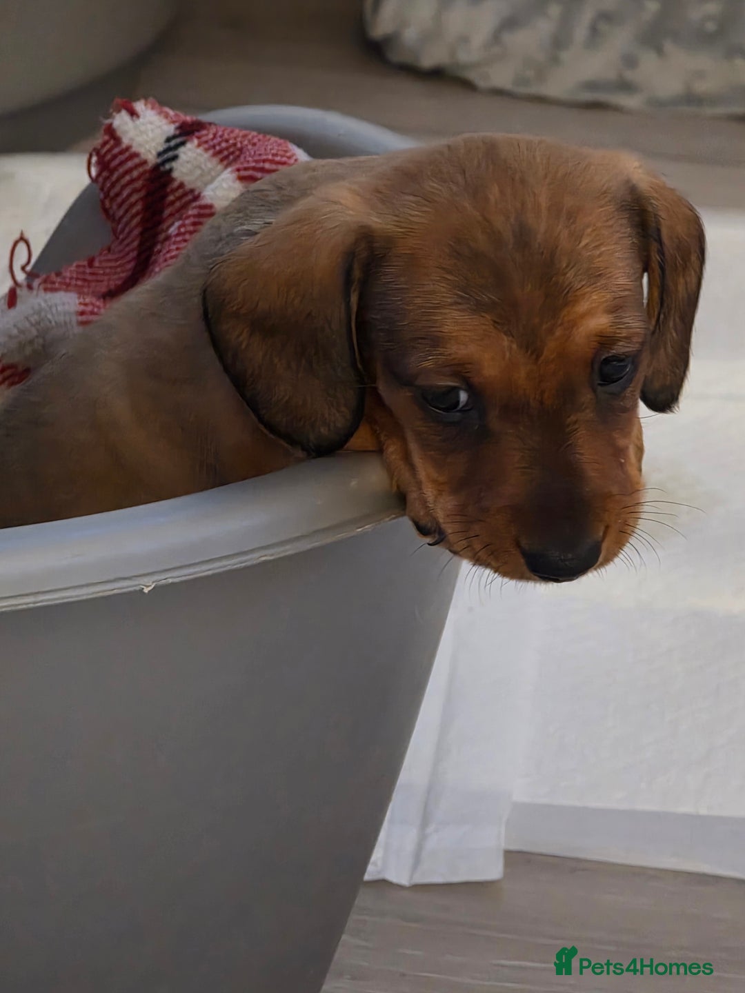 Miniature Dachshund dogs for sale: Miniture dashaunds  - Advert 18