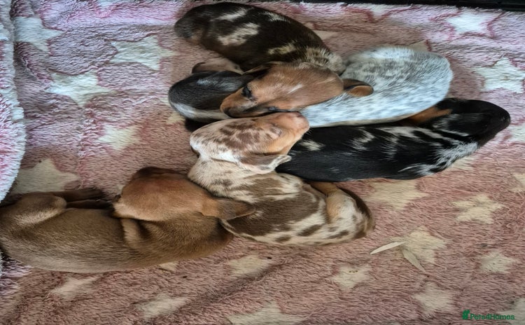 Miniature Dachshund dogs - Advert 7