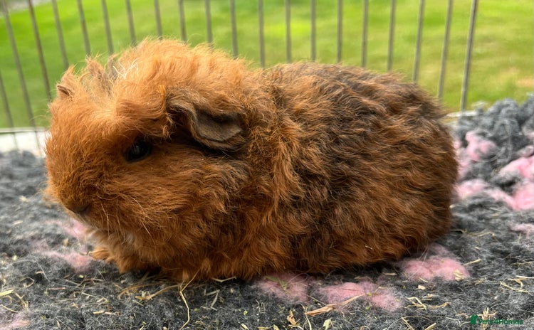 Guinea Pig rodents - Advert 5