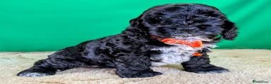 Orange collar Girl ID 6606