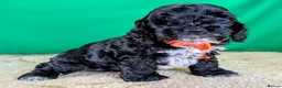 Cockapoo dogs for sale: 🐾 Your New Best Friend is Waiting! 🐾 - Advert 15