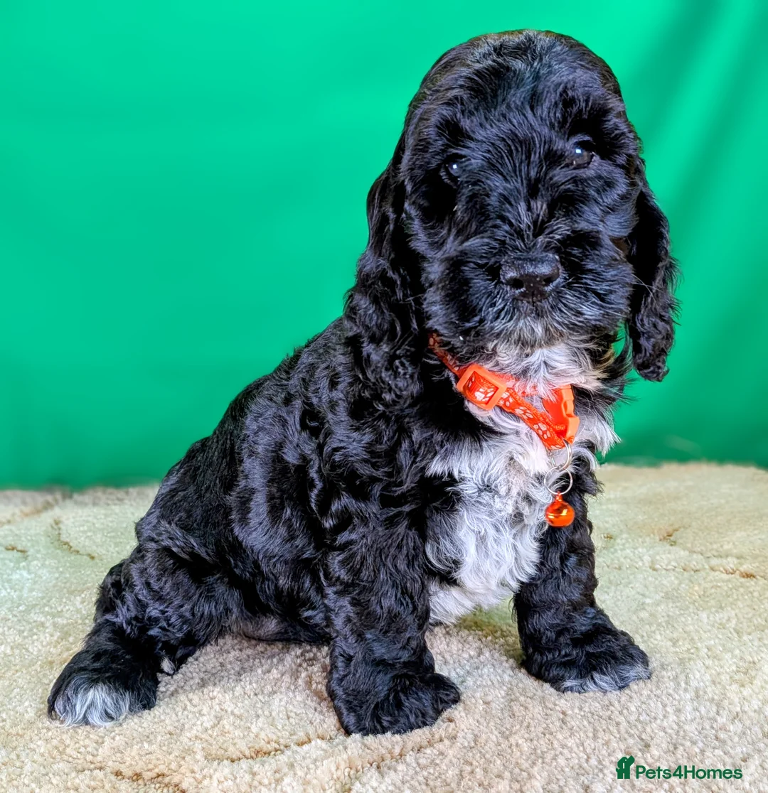 Cockapoo dogs for sale: 🐾 Your New Best Friend is Waiting! 🐾 - Advert 15