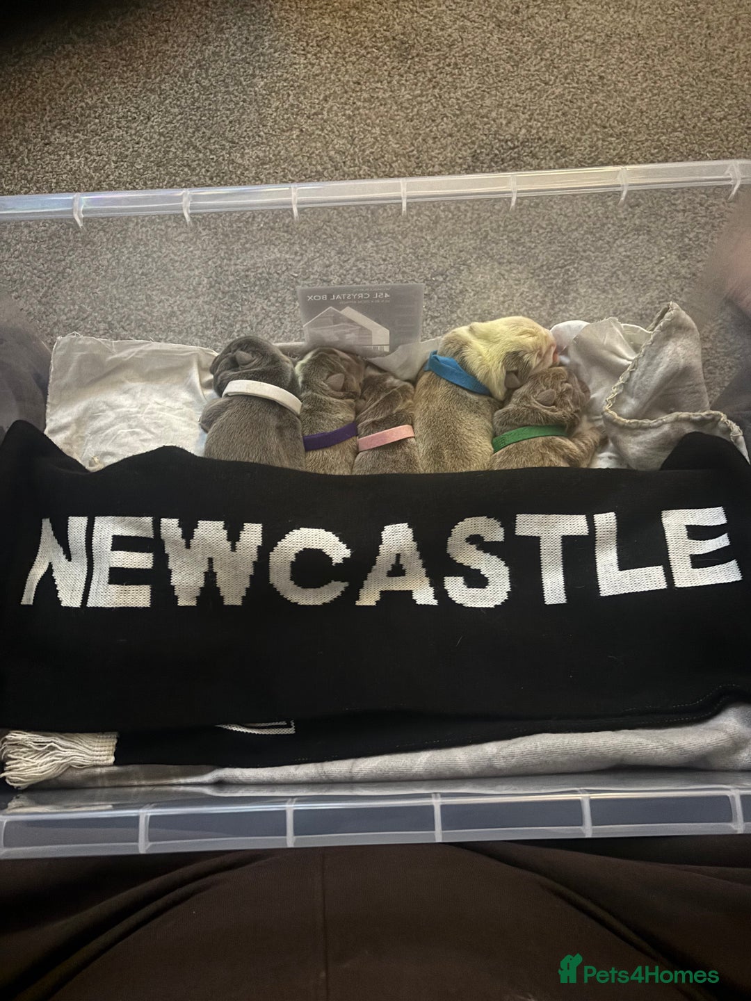 English Bulldog dogs for sale: 4 beautiful strong puppies - Advert 18