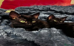 American Shorthair cats for sale: Cute 4 little females ready to go to new home - Image 2