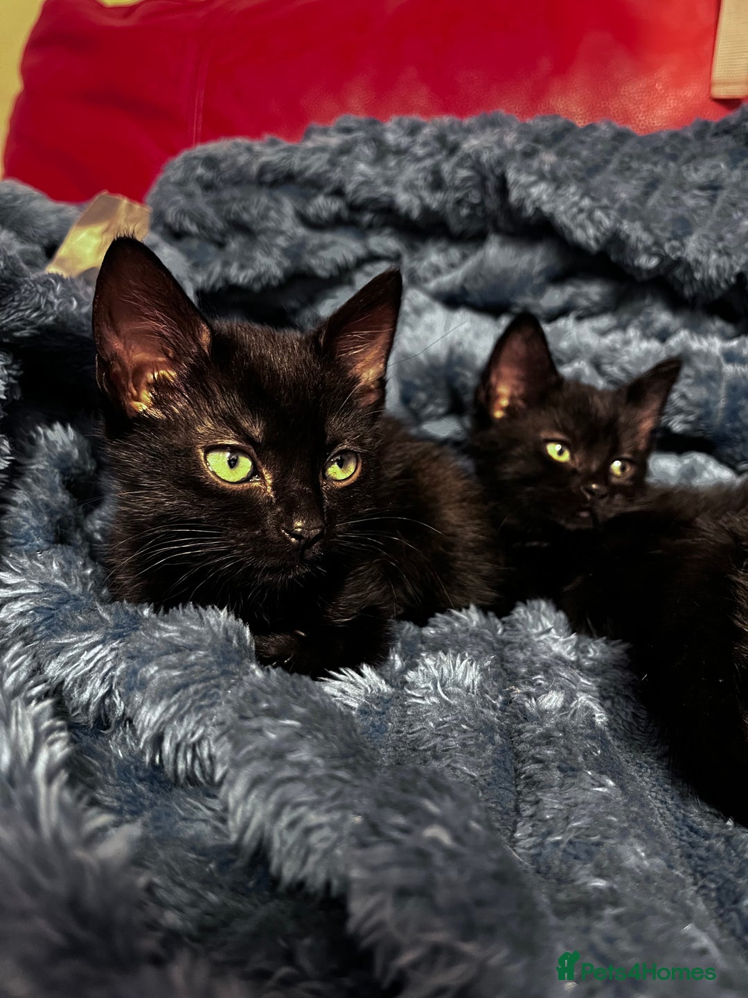 American Shorthair cats for sale: Cute 4 little females ready to go to new home - Image 2