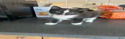Mixed Breed cats for sale: Stunning Kittens Ready Now - Advert 23