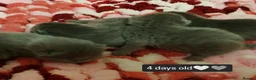 British Shorthair cats for sale: BRITISH SHORTHAIR KITTENS - Advert 7