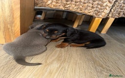 Mixed Breed dogs for sale: Jack Russel/miniature Datchound - Image 12