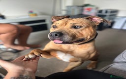 Mixed Breed dogs for sale: Reggie 3 year old intact male  - Image 7