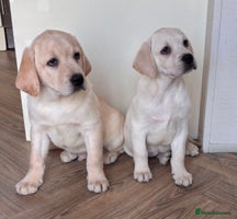 Labrador Retriever dogs Traditional english show type labrador puppies - Advert 14