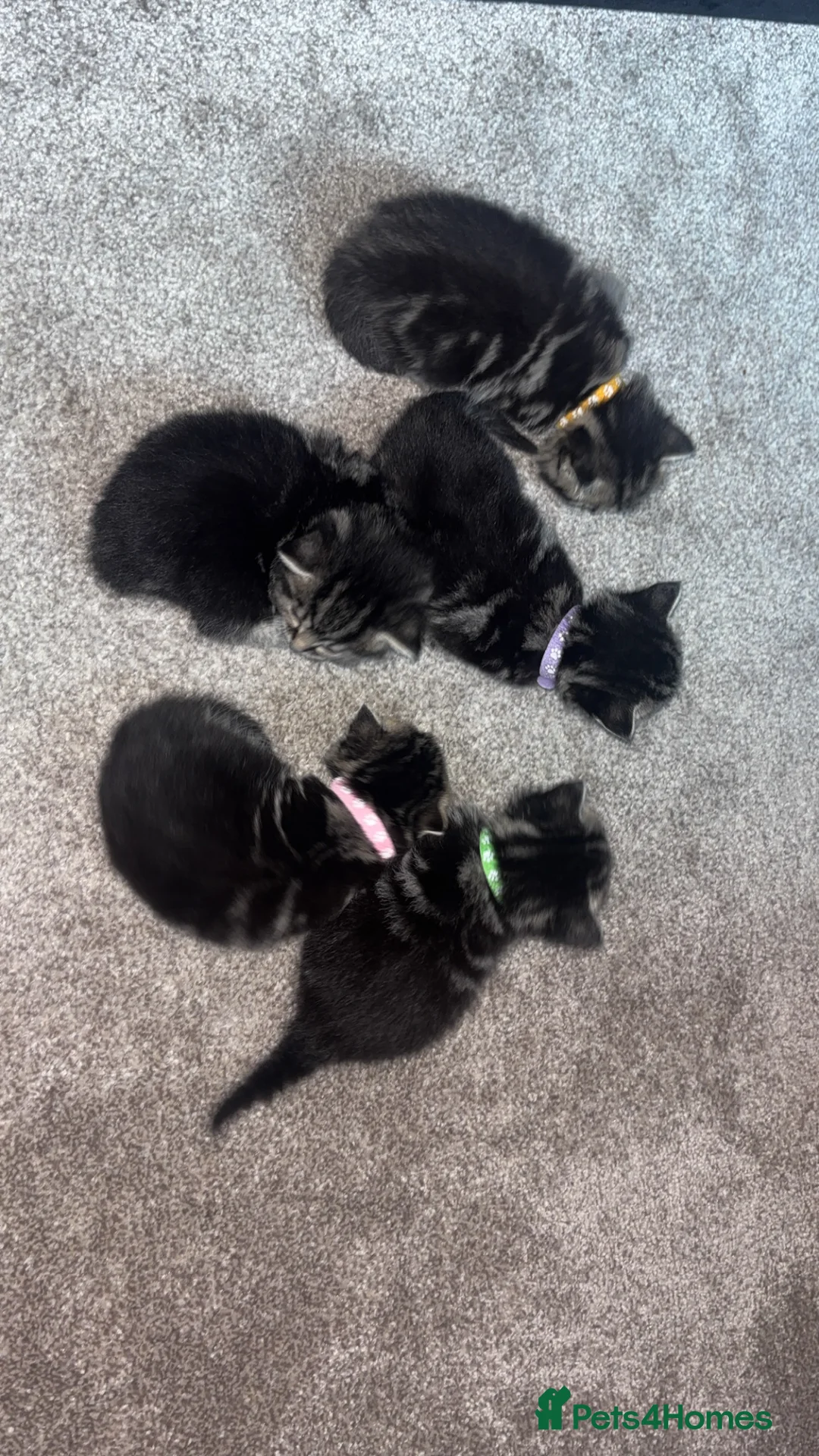 Mixed Breed cats for sale: 1:4 Mainecoon kittens  - Advert 9