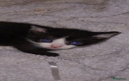 Mixed Breed cats for sale: Kittens for sale - Image 3