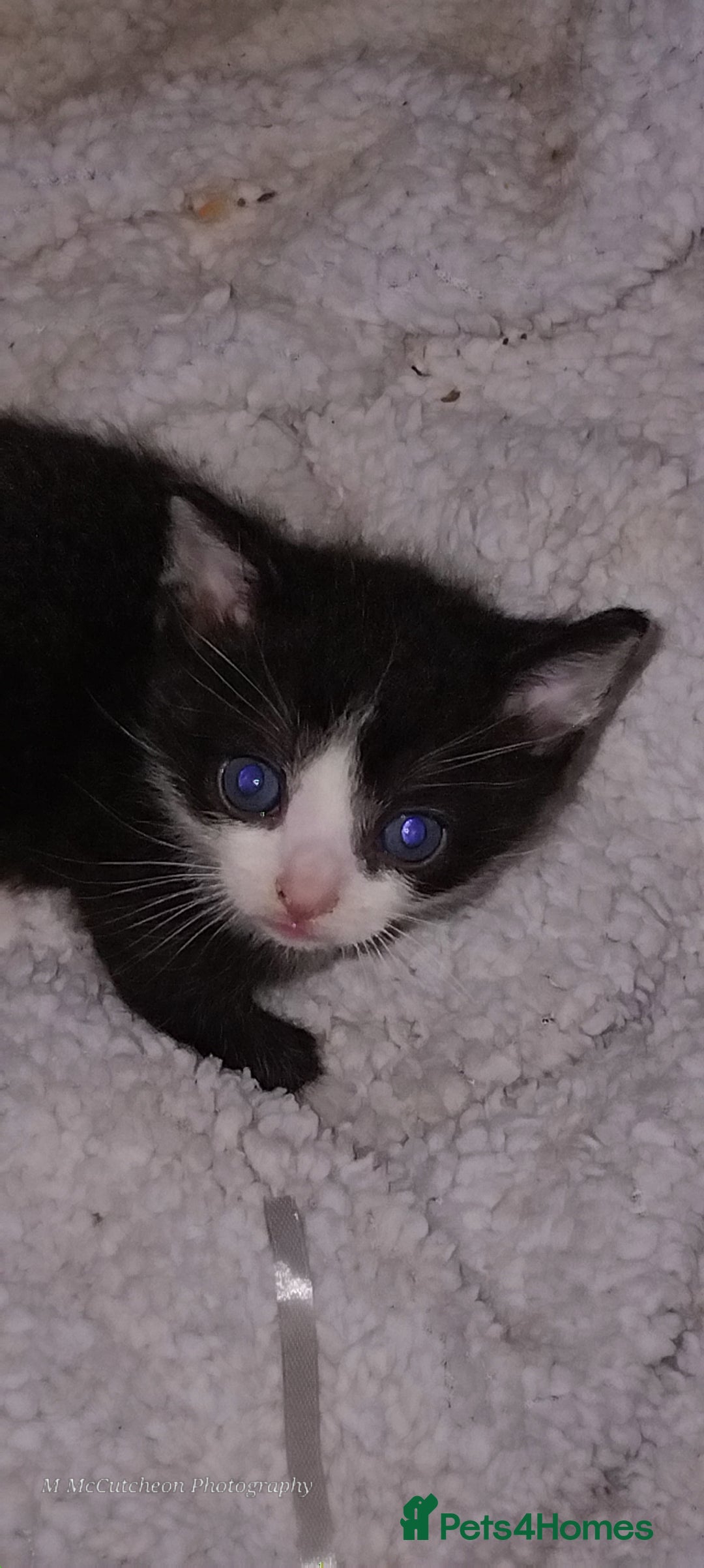 Mixed Breed cats for sale: Kittens for sale - Image 3