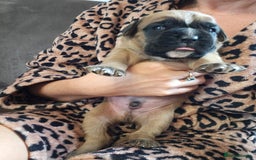 Boxer dogs for sale: 🌟KC REG BOBTAIL BOXER PUPS🌟 - Image 7