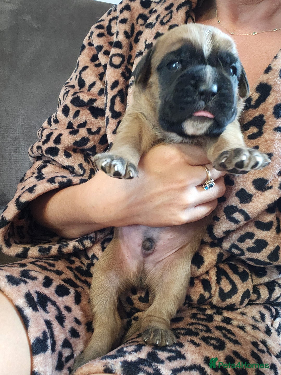 Boxer dogs for sale: 🌟KC REG BOBTAIL BOXER PUPS🌟 - Image 7