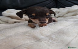 Miniature Dachshund dogs for sale: Miniature dachshunds  - Image 9