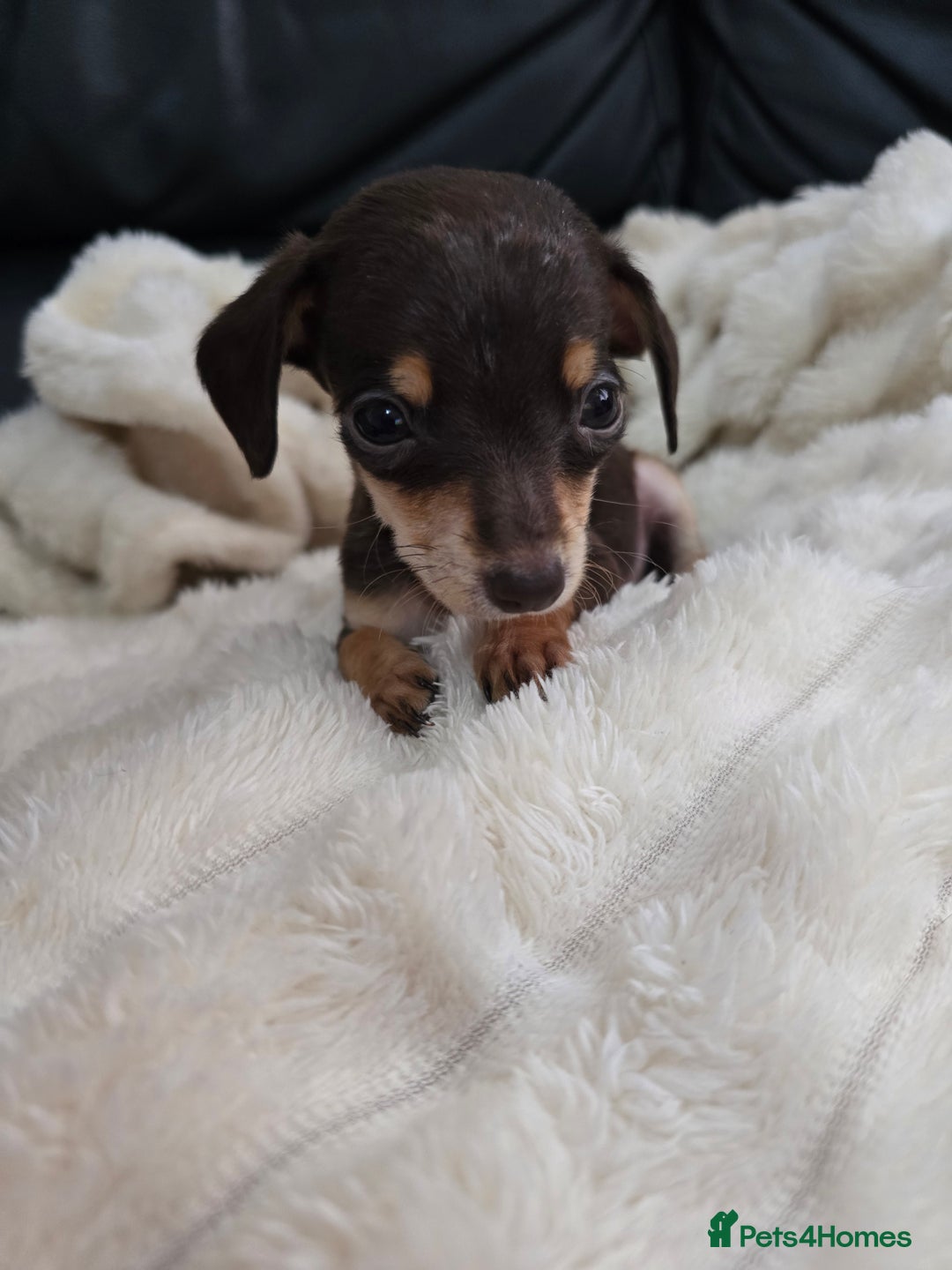 Miniature Dachshund dogs for sale: Miniature dachshunds  - Image 9