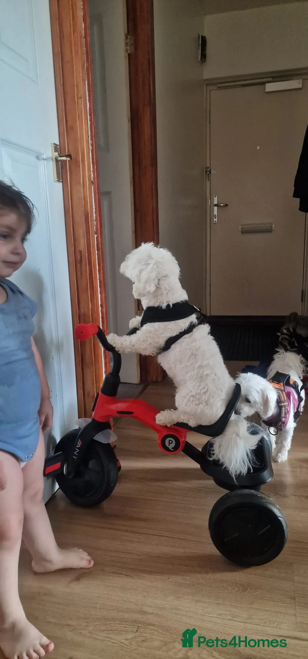 Mixed Breed dogs for sale: Adorable Puppies Available – 3 Boys & 1 Girl in London - Advert 6