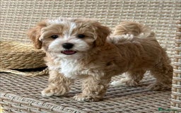 Poodle dogs for sale: Beautiful Poodle Puppies Ready!!!!  - Image 6