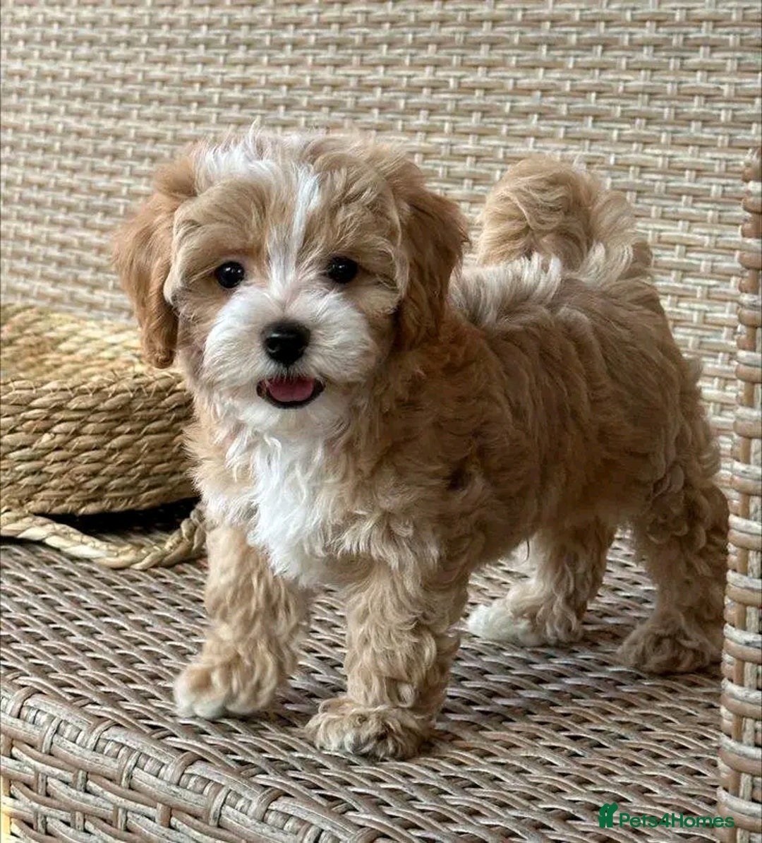 Poodle dogs for sale: Beautiful Poodle Puppies Ready!!!!  - Image 6