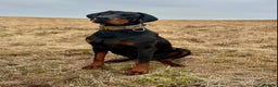 Dobermann dogs for stud: KC Health & Heart tested Colour Carrying stud in Burnley - Advert 3