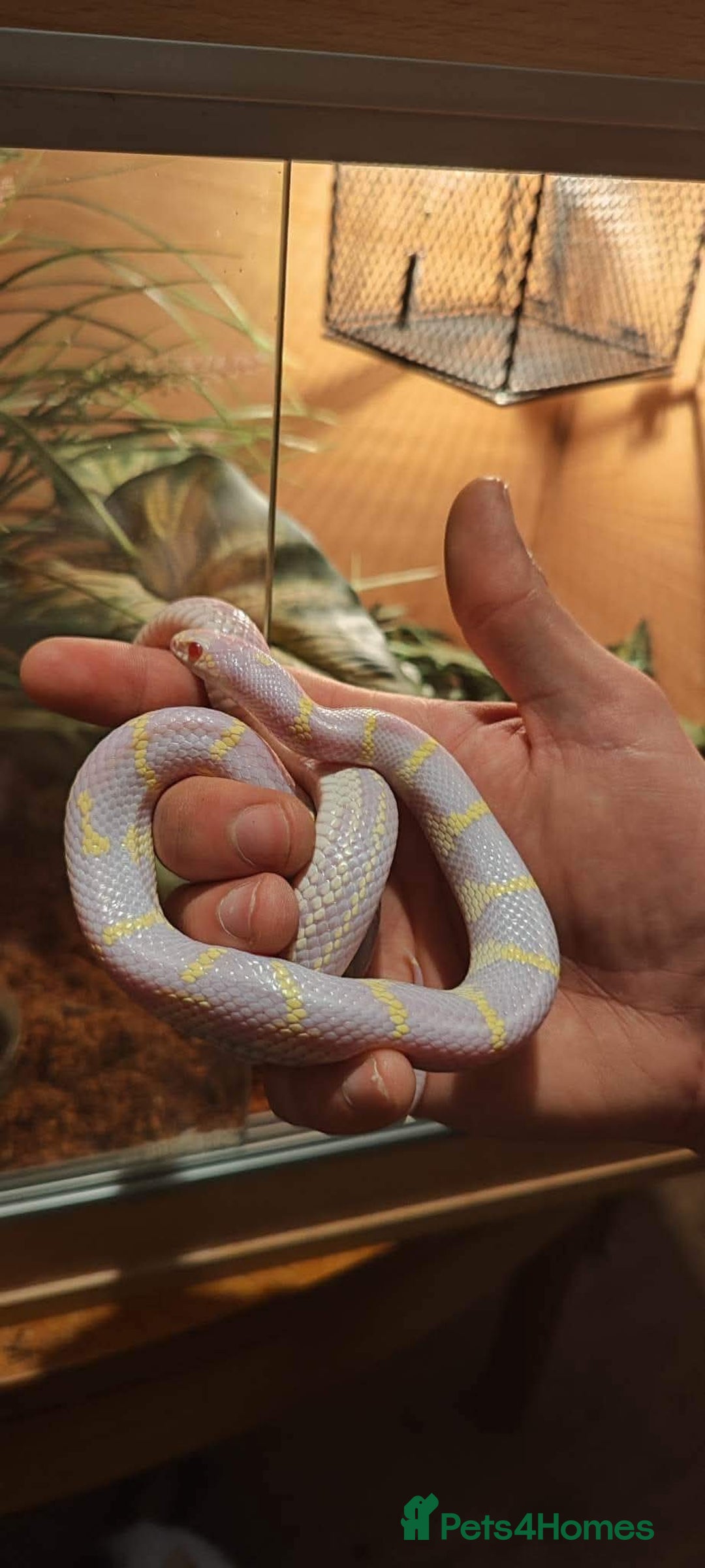 Snake reptiles for sale: Boa, California king snake, corn snakes  - Image 3