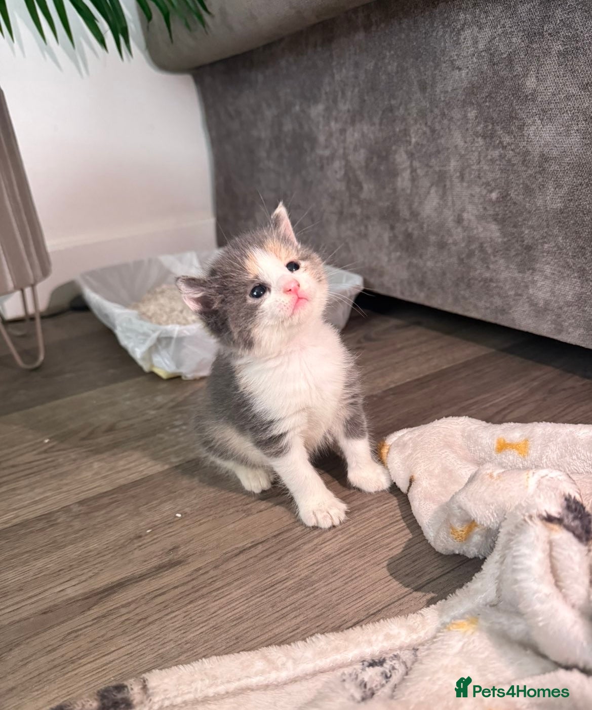 Mixed Breed cats Beautiful mixture rare dilute calico kittens 😻 - Advert 5