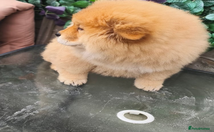 Chow Chow dogs - Advert 3